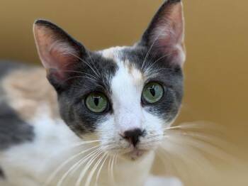 Gracie -  Domestic Short Hair Cat for Adoption in Portland, Oregon - Gracie | PetCurious