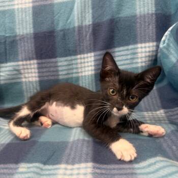 Rescue Domestic Short Hair Cats for Adoption in Jupiter, Florida - Vera | PetCurious