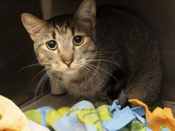 TATER TOT -  Domestic Short Hair Cat for Adoption in Phoenix, Arizona - TATER TOT | PetCurious
