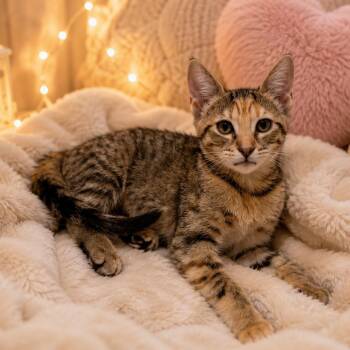 Flora -  Tabby and Calico Cat for Adoption in Palmetto Bay, Florida - Flora | PetCurious