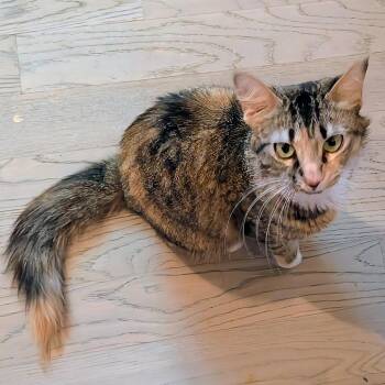 Flower -  Domestic Short Hair Cat for Adoption in Evanston, Illinois - Flower | PetCurious