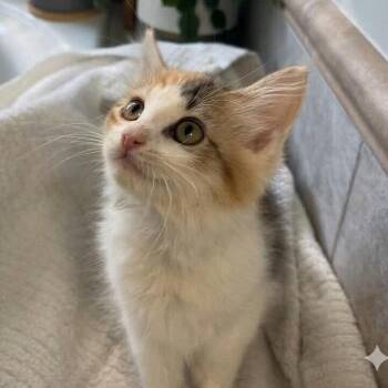 Guppy -  Domestic Medium Hair Cat for Adoption in Candler, North Carolina - Guppy | PetCurious