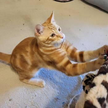 Phoenix -  Tabby Cat for Adoption in Dallas, Texas - Phoenix | PetCurious