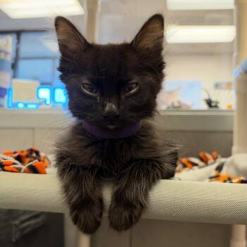Miles Davis(p) -  Domestic Medium Hair Cat for Adoption in Denver, Colorado - Miles Davis(p) | PetCurious