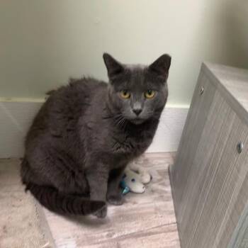 Story -  Domestic Short Hair Cat for Adoption in Greensburg, Pennsylvania - Story | PetCurious