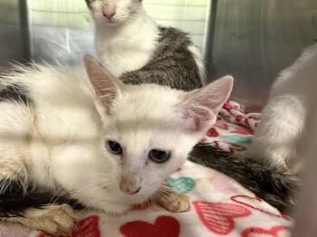 LOLLIPOP -  Domestic Short Hair Cat for Adoption in Grand Prairie, Texas - LOLLIPOP | PetCurious