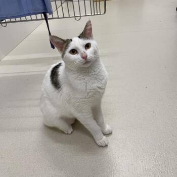 Shloopy -  Domestic Short Hair Cat for Adoption in Warwick, Rhode Island - Shloopy | PetCurious