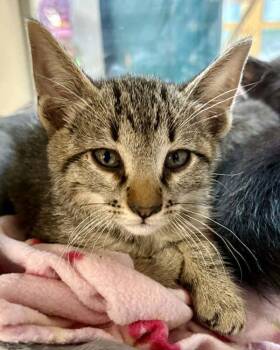 Domestic Short Hair Cats Available for Adoption in Novato, California - Chris | PetCurious