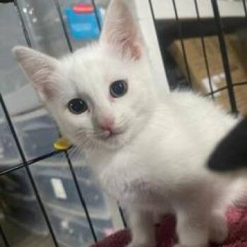 Essie -  Domestic Short Hair Cat for Adoption in Lexington, Kentucky - Essie | PetCurious