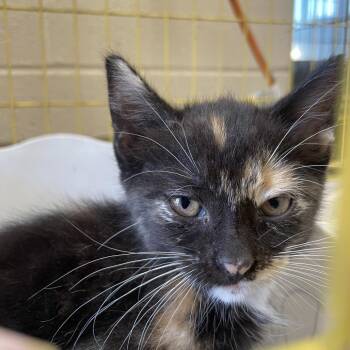 Domestic Short Hair Cats Available for Adoption in San Antonio, Texas - Tory | PetCurious