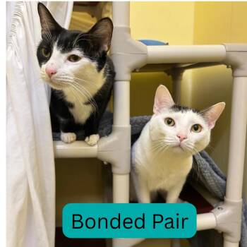 Vader -  Domestic Short Hair Cat for Adoption in Bedford, New Hampshire - Vader | PetCurious