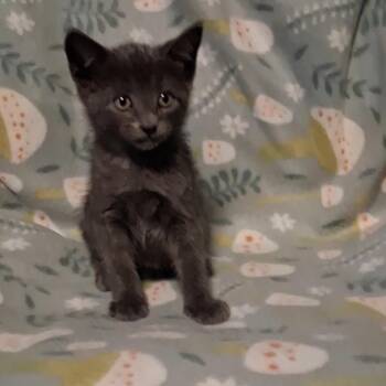 Yeti -  Domestic Short Hair Cat for Adoption in Hinesville, Georgia - Yeti | PetCurious