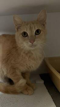 26-544 -  Domestic Short Hair Cat for Adoption in Barnesville, Georgia - 26-544 | PetCurious