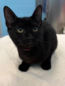 Thyme -  Domestic Short Hair Cat for Adoption in Frankfort, Kentucky - Thyme | PetCurious