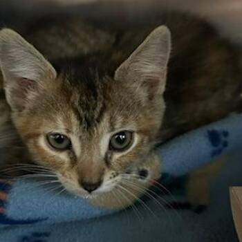 Domestic Short Hair Cats Available for Adoption in Knoxville, Tennessee - Rocky Road | PetCurious
