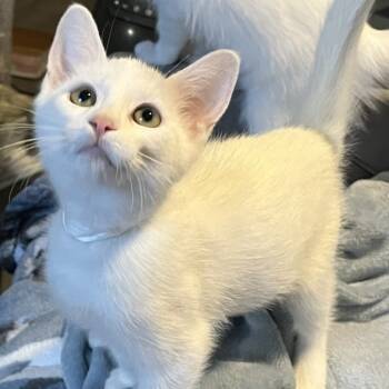 Rescue Domestic Short Hair Cats for Adoption in Prescott, Arizona - Dustin | PetCurious