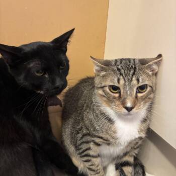 Tabby Cats Available for Adoption - Timmy And Adam  | PetCurious