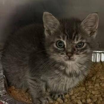 Bugatti -  Domestic Short Hair Cat for Adoption in Cumming, Georgia - Bugatti | PetCurious