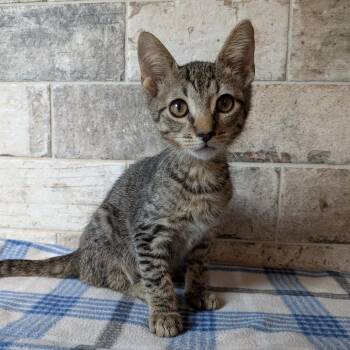 Wyatt -  Domestic Short Hair Cat for Adoption in Lakeland, Florida - Wyatt | PetCurious