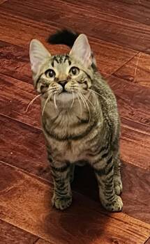 Fuzzy Buzzy (aka "B") -  Domestic Short Hair Cat for Adoption in Ellijay, Georgia - Fuzzy Buzzy (aka "B") | PetCurious