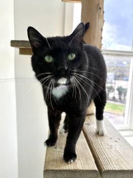 Domestic Short Hair Cats Available for Adoption in Chicago, Illinois - Mudpie | PetCurious