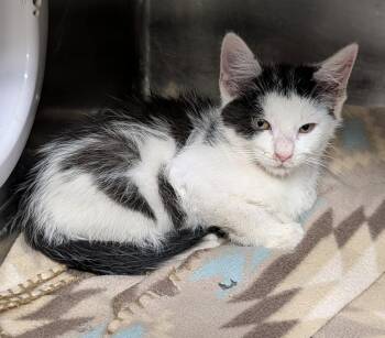 Tug (Photos May-June 2026) -  Domestic Short Hair Cat for Adoption in Marietta, Ohio - Tug (Photos May-June 2026) | PetCurious