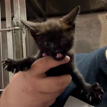 Soma -  Domestic Short Hair Cat for Adoption in Buffalo, New York - Soma | PetCurious