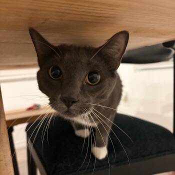 Trey -  Domestic Short Hair Cat for Adoption in San Antonio, Texas - Trey | PetCurious