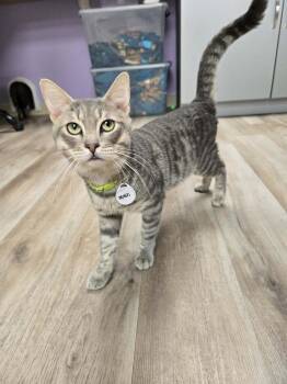 Domestic Short Hair Cats Available for Adoption - Mash | PetCurious