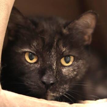 Tilly -  Domestic Short Hair Cat for Adoption in Philadelphia, Pennsylvania - Tilly | PetCurious