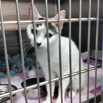 Fern -  Domestic Short Hair Cat for Adoption - Fern | PetCurious