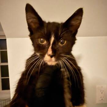 Fitz -  Domestic Short Hair Cat for Adoption - Fitz | PetCurious
