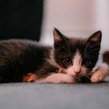 Grogu -  Domestic Short Hair Cat for Adoption - Grogu | PetCurious