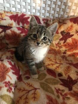 Rescue Domestic Short Hair Cats for Adoption in Lincoln Park, New Jersey - Pierogi | PetCurious