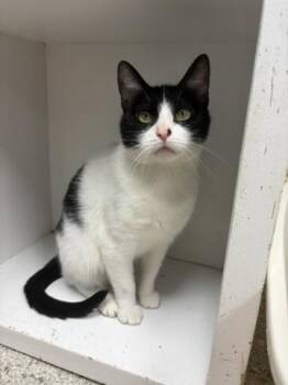 Lani -  Domestic Short Hair Cat for Adoption in Valparaiso, Indiana - Lani | PetCurious