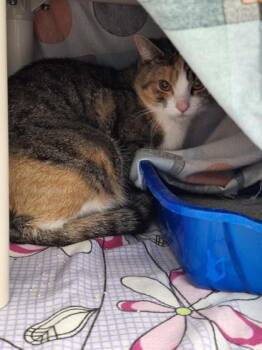 Amandine -  Domestic Short Hair Cat for Adoption in Montreal, Quebec - Amandine | PetCurious
