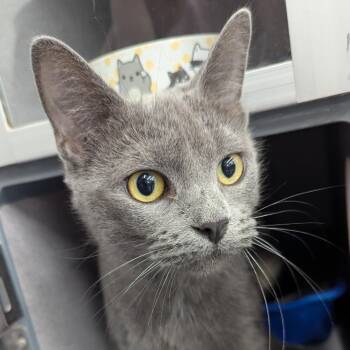 Koshka -  Domestic Short Hair Cat for Adoption in Evansville, Indiana - Koshka | PetCurious