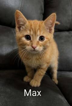 Max -  Tabby Cat for Adoption in Wyandotte, Michigan - Max | PetCurious