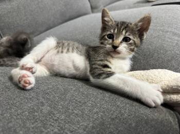 Domestic Short Hair Cats Available for Adoption in Pompano Beach, Florida - Slick  | PetCurious