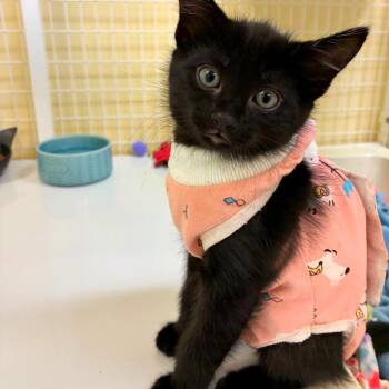 Princess Peach -  Domestic Medium Hair and Domestic Short Hair Cat for Adoption in Woodinville, Washington - Princess Peach | PetCurious