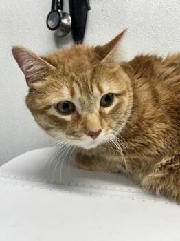 Domestic Short Hair Cats Available for Adoption in West Chester, Pennsylvania - Cheeto | PetCurious
