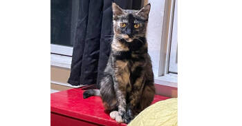 Rescue Domestic Short Hair Cats for Adoption in Redlands, California - Queen Windsor | PetCurious