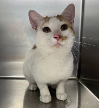 Winnie -  Domestic Short Hair Cat for Adoption in Sioux City, Iowa - Winnie | PetCurious