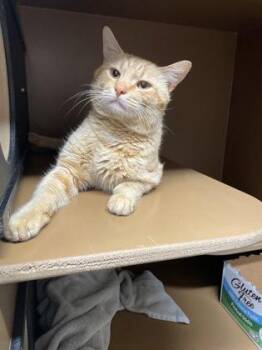 Domestic Short Hair Cats Available for Adoption in Hamilton Township, New Jersey - Herman FIV + | PetCurious