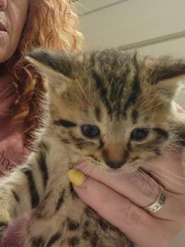 Sutton (Bush Litter) -  Domestic Short Hair and Tabby Cat for Adoption in Baltimore, Maryland - Sutton (Bush Litter) | PetCurious