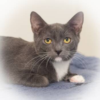 Rescue Domestic Short Hair Cats for Adoption in St. Augustine, Florida - Tango | PetCurious