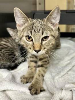 Data -  Domestic Short Hair Cat for Adoption in Wichita, Kansas - Data | PetCurious