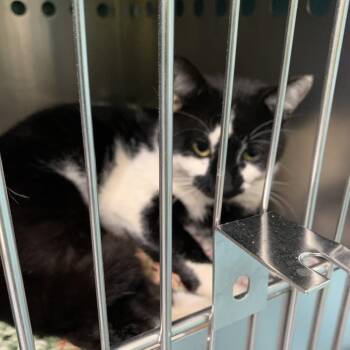 Domestic Short Hair Cats Available for Adoption in Gainesville, Georgia - Patch | PetCurious