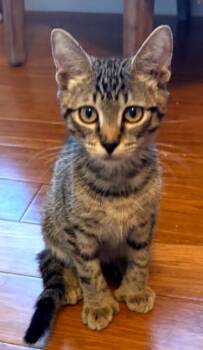 Thumbs -  Domestic Short Hair Cat for Adoption in Phoenix, Arizona - Thumbs | PetCurious