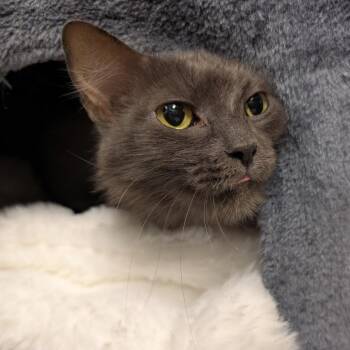 Fae -  Domestic Long Hair Cat for Adoption in Titusville, Florida - Fae | PetCurious